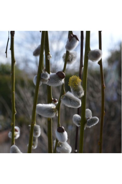 Верба Пендула на штамбі пухнасті квіти-котики